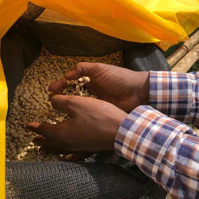 Inspecting a bag of green coffee at Telila Yukro, Ethiopia | Hasbean.co.uk
