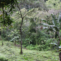 Coffee growing at Finca Limoncillo in Matagalpa, Nicaragua