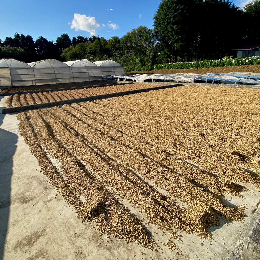 Coffee drying in the sun on concrete patios